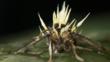 Moth that's been killed by an entomopathogenic fungus