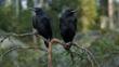 Two raven juveniles in tree