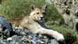 Wild puma resting on the ground
