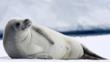 A crabeater seal lying on ice
