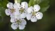 Common hawthorn flowers