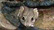 Head portrait of a mulgara