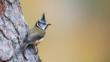 Crested tit perched on branch