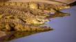 Nile crocodiles by a river