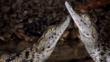 Two juvenile nile crocodiles facing each other