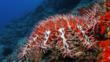 Crown-of-thorns starfish at a reef in the Pacific