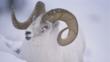 A white dall sheep ram, with curly horns, standing in snow
