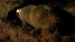 A dirty Damaraland mole rat emerging from burrow