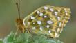 Dark green fritillary at rest on plant