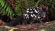 A white spotted eastern quoll during dark phase