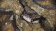 Daubenton's bat hibernating in a sandstone cave