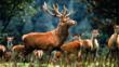 Red deer stag in front of a herd of hinds