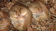 A pair of hazel dormouse sleeping in their nest during hibernation