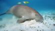 Dugong grazing on sea grass