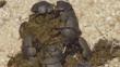Dung beetle group on elephant excrement, South Africa
