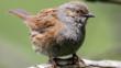 Portrait of a dunnock in profile