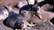 A group of earless seals on the shore