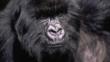 Close-up showing the facial detail of a male mountain gorilla