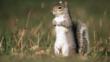 Grey squirrel standing up on its hind legs