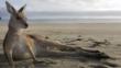 Grey kangaroo resting on a beach