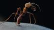 Army ant soldier showing large jaws