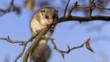 Edible dormouse on a branch