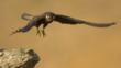 Eleonora's falcon preparing to land on a rock