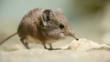 Elephant shrew on a sandy rock