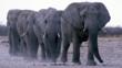 Herd of elephants walking in single file