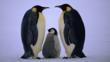 An emperor penguin chick between two adults facing each other