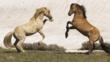 Palomino and red dun stallions rearing