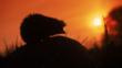 Silhouette of a European hedgehog at sunset