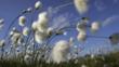 Cotton grass blowing in wind against blue sky