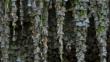 Aestivation
