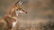 Profile of a sitting simien jackal