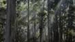 Rays of sunlight penetrating a Eucalyptus forest