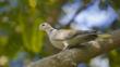 Collared dove perched on tree branch