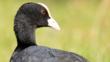 Coot walking on grass