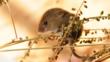 Harvest mouse climbs on a grass seed head
