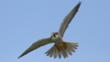 Close-up of a hobby in flight