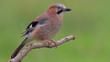 A Eurasian jay in flight