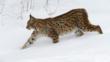 Eurasian lynx walking through snow