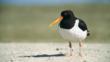 Oystercatcher on sand