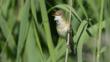 Reed warbler perched on reed stem singing