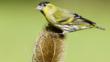 Siskin on a teasel flower