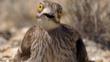 Stone curlew incubating eggs on nest
