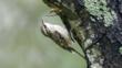 Treecreeper clinging onto a tree trunk