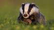Badger cub in evening light