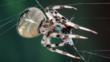Garden spider with insect prey