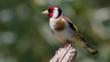 Goldfinch perching on almond tree in winter